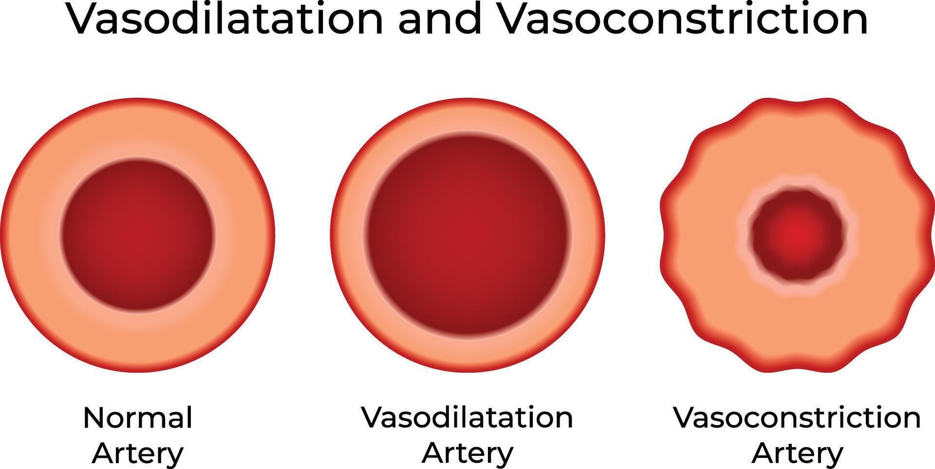Vasodilatation and Vasoconstriction Science Design Illustration Diagram vector