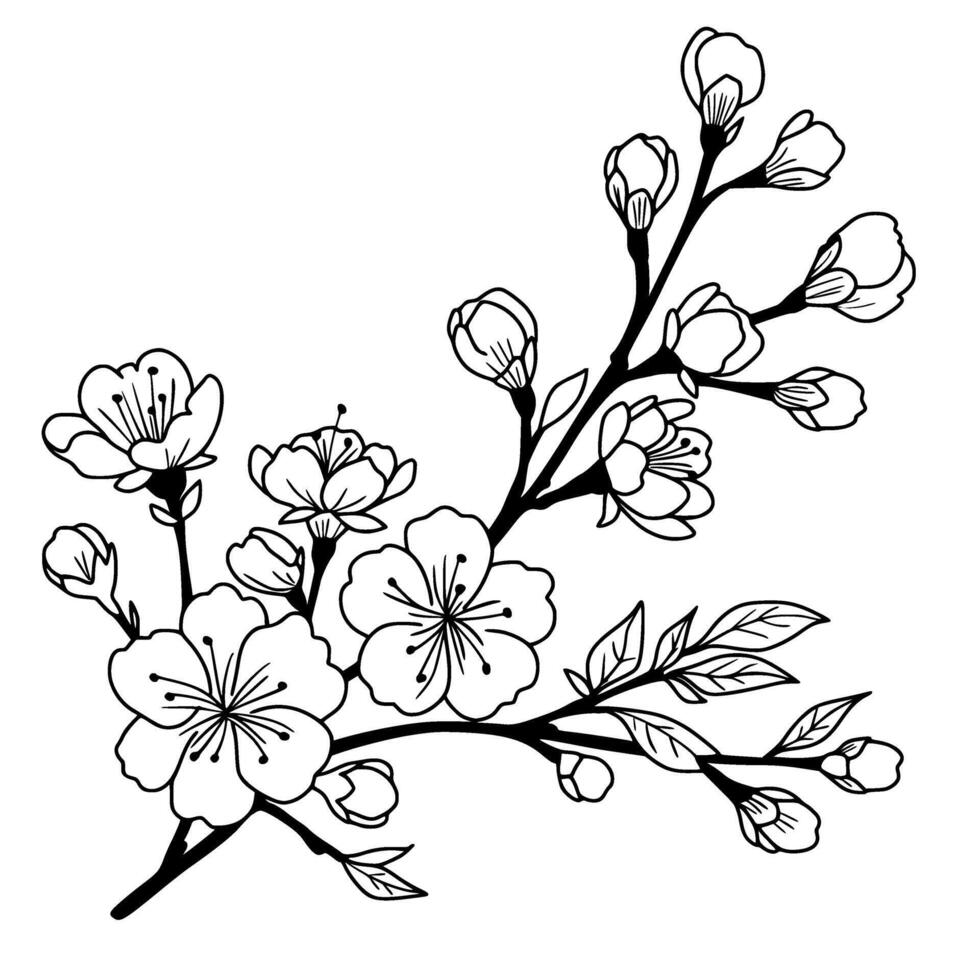 Cherry flower blossom, Gossamer Bloom. Spring almond, sakura, branch, hand draw doodle line art illustration. Cute black ink art, isolated on white background. Realistic floral bloom sketch. vector