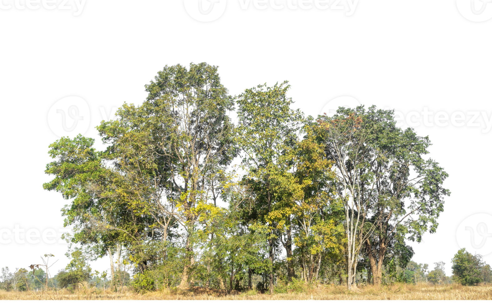 Trees on transparent background. Forest and foliage in summer for both printing and web pages, high resolution png