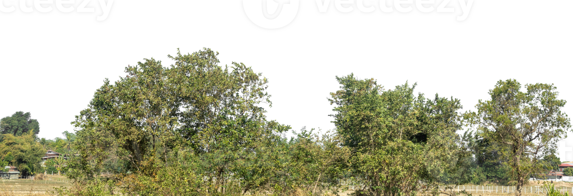 Green Trees on transparent background. are Forest and foliage in summer for both printing, high resolution. png