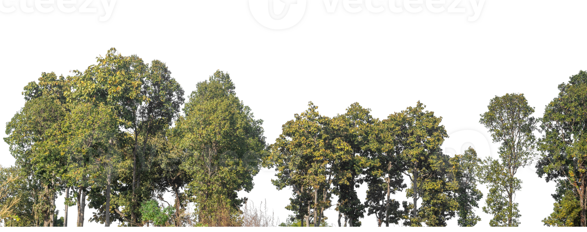Green Trees on transparent background. Forest and foliage in summer for both printing and web pages with cut path and alpha channel, high resolution. png