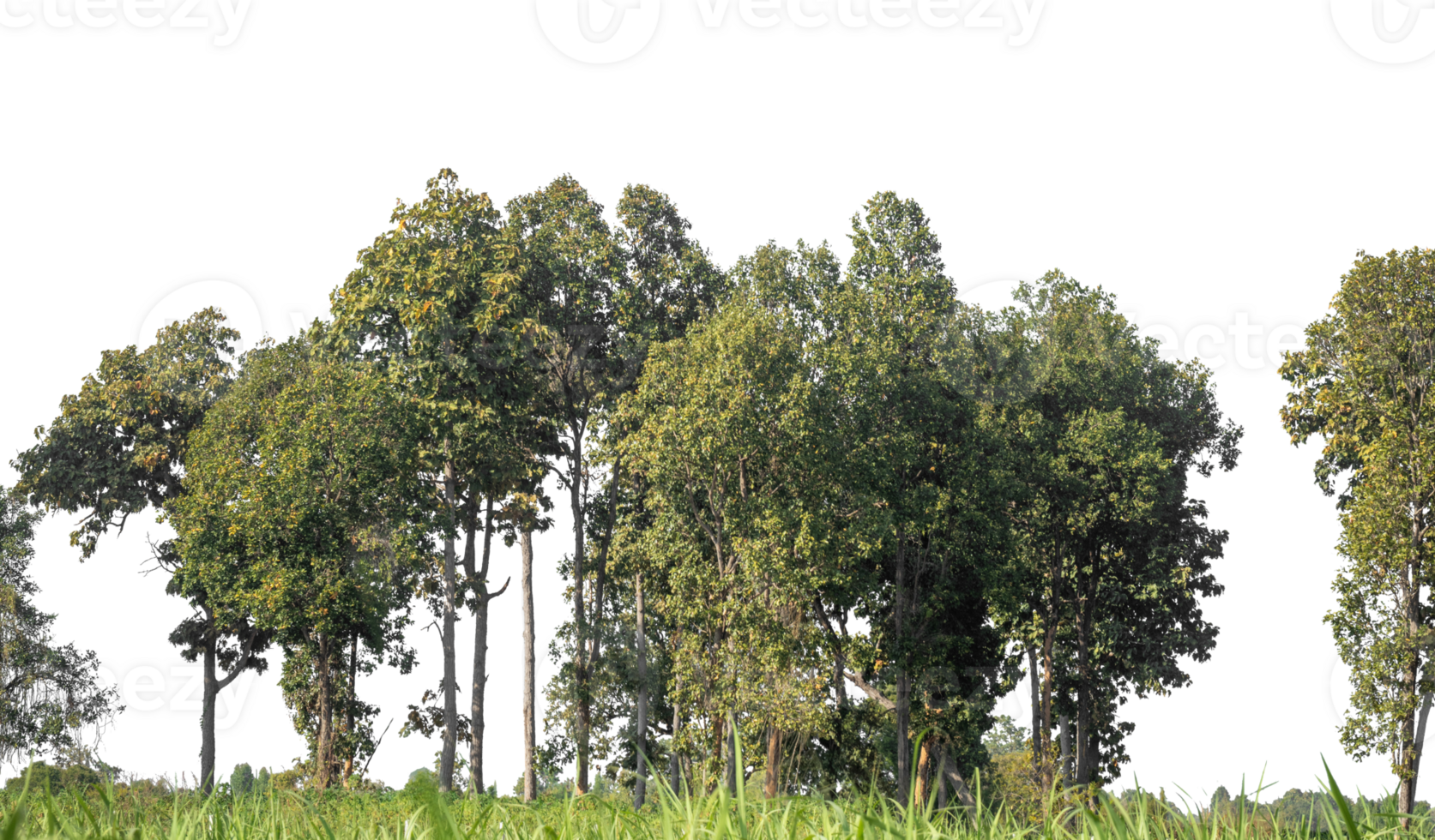 Green Trees on transparent background. are Forest and foliage in summer for both printing and web pages with cut path and alpha channel, high resolution. png
