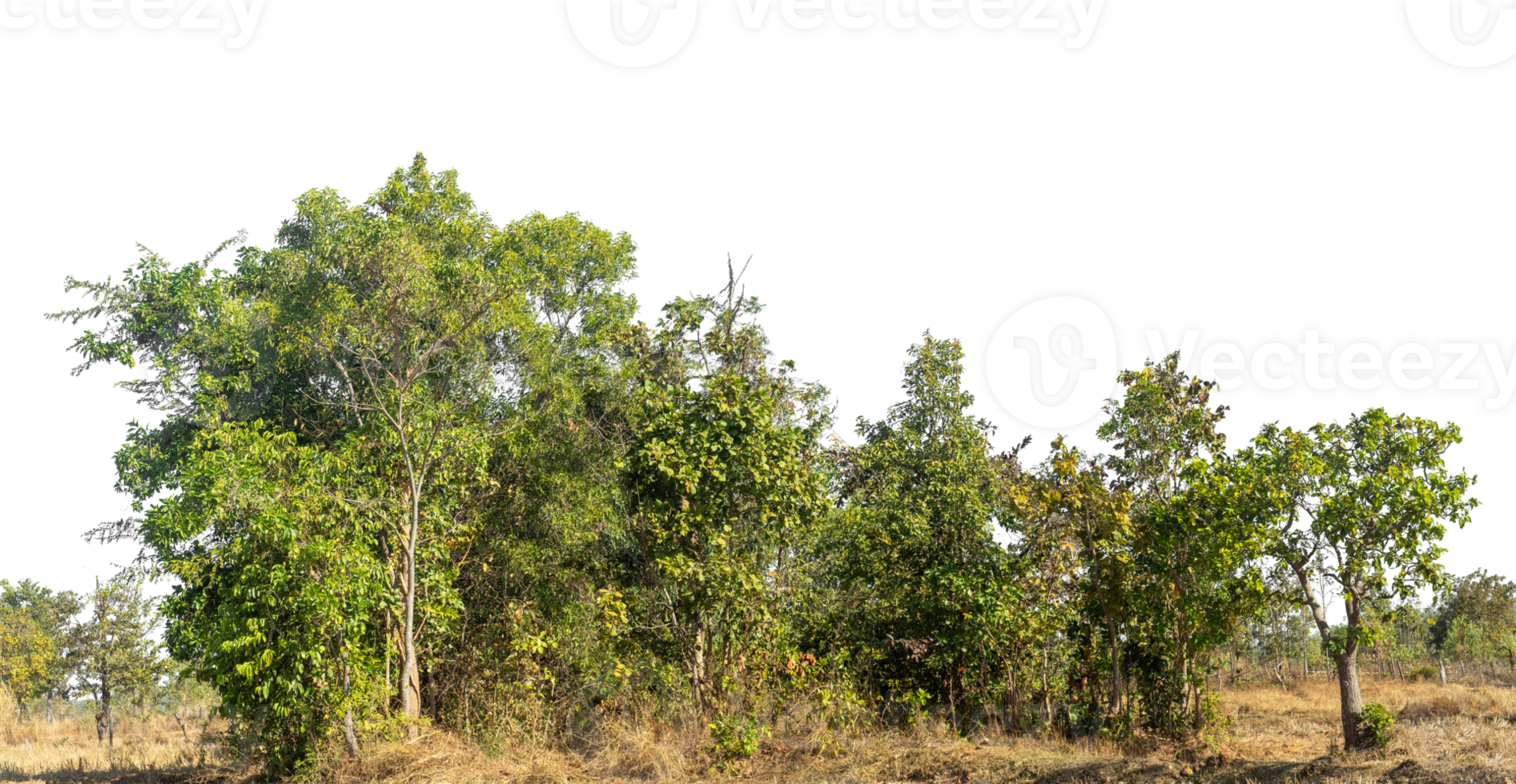 Green Trees on transparent background.Forest and foliage in summer for both printing and web pages with cut path and alpha channel png