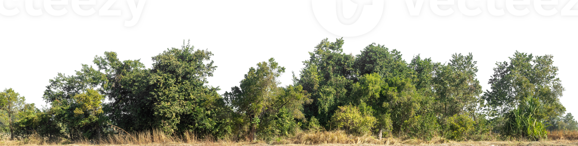 Green Trees on transparent background. are Forest and foliage in summer for both printing and web pages, high resolution. png