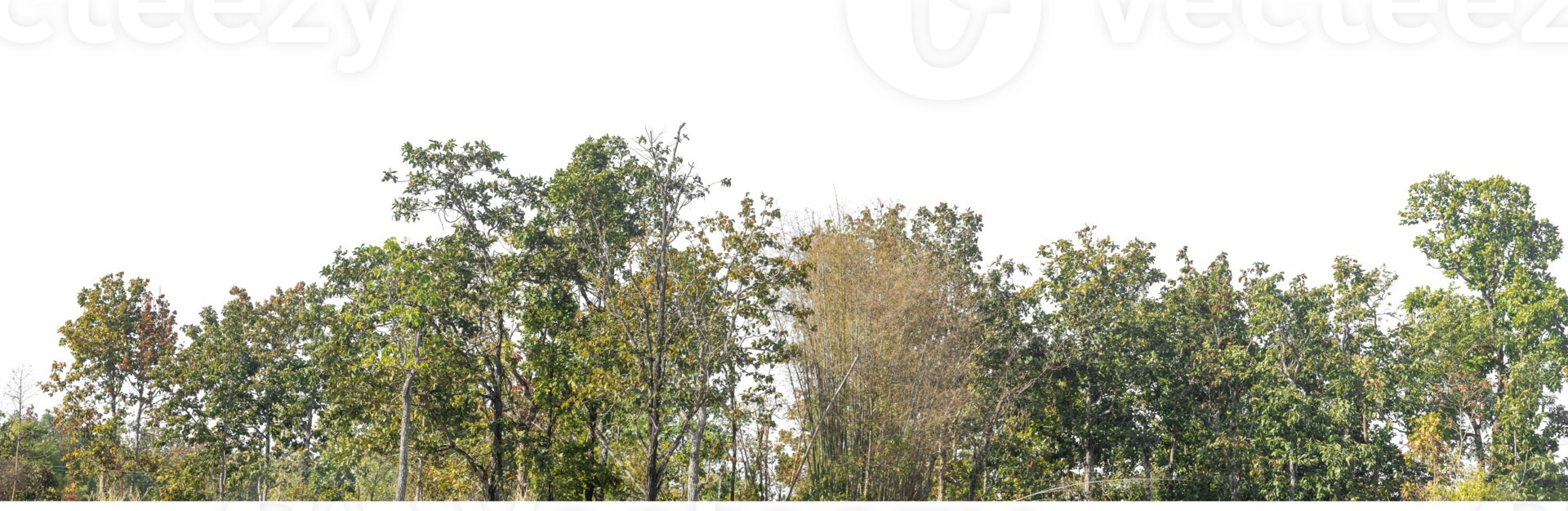 Green Trees on transparent background. are Forest and foliage in summer with cut path and alpha channel, high resolution. png