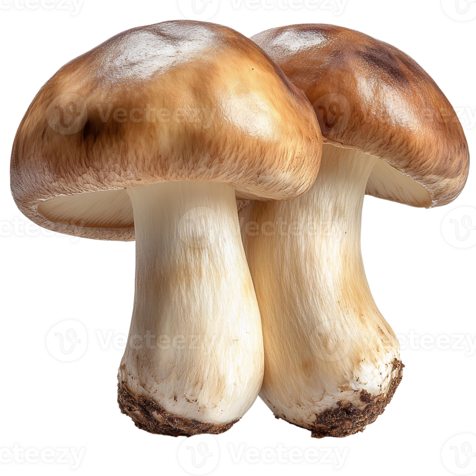 Brown mushrooms pair isolated on transparent background png