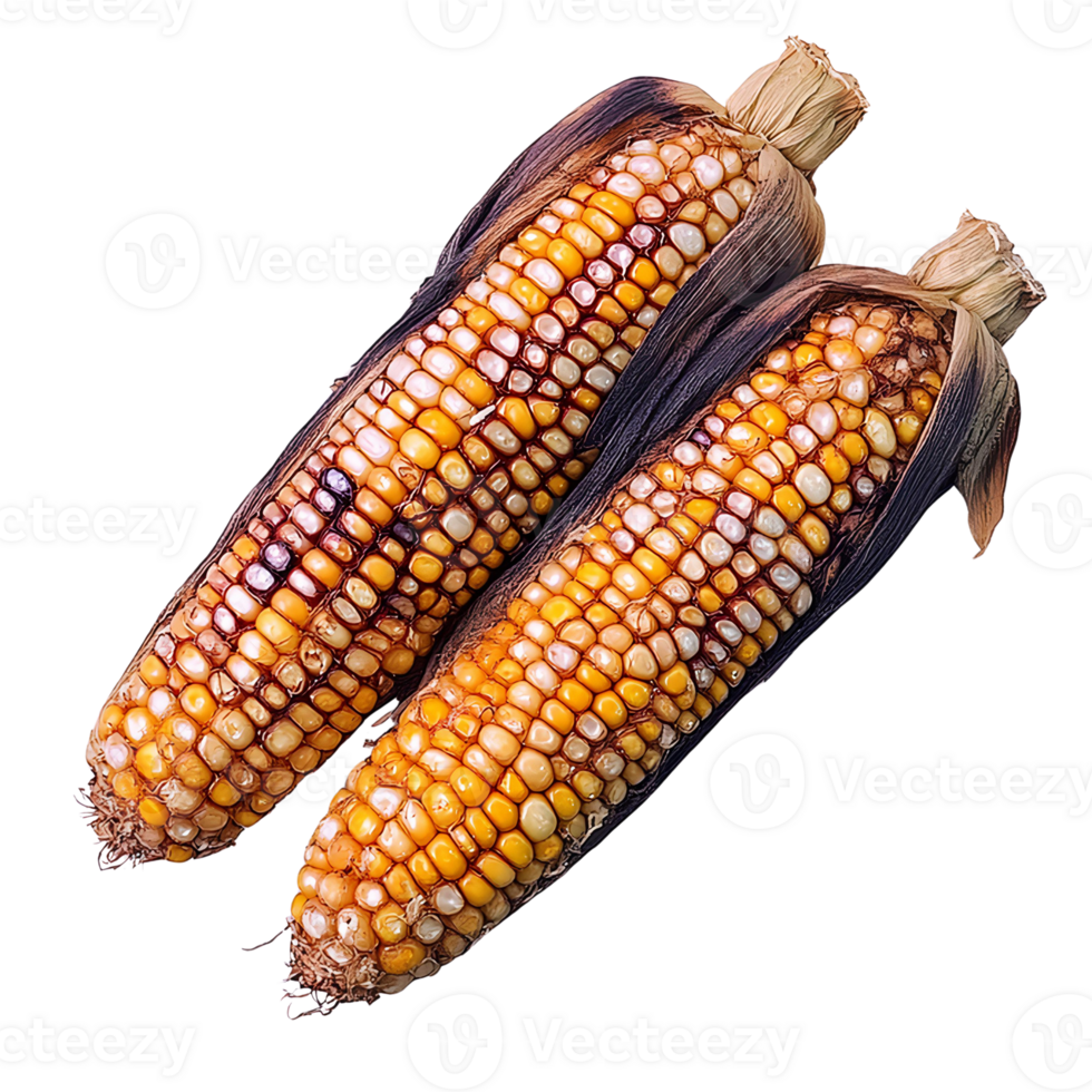 Roasted corn cob pair on transparent background png