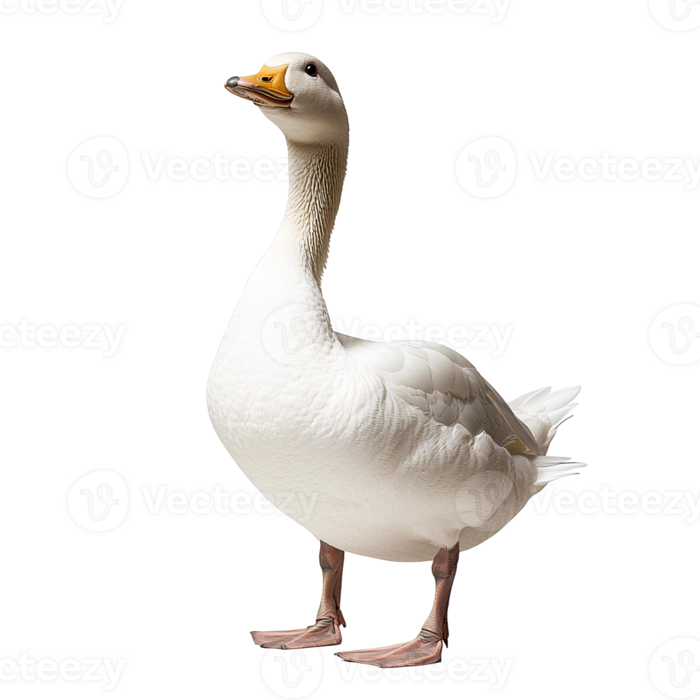 White goose on transparent background png