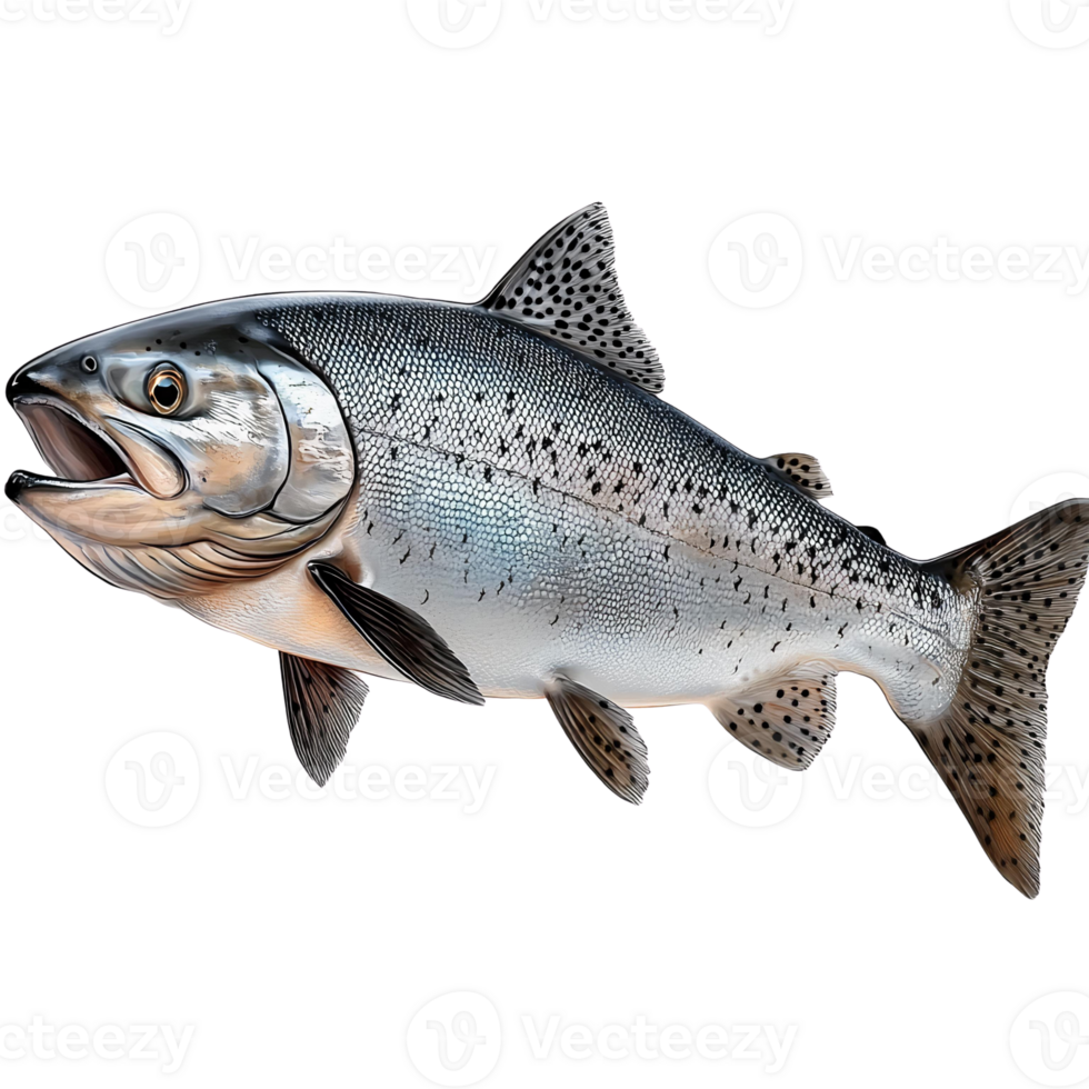 Chinook salmon fish illustration on transparent background png