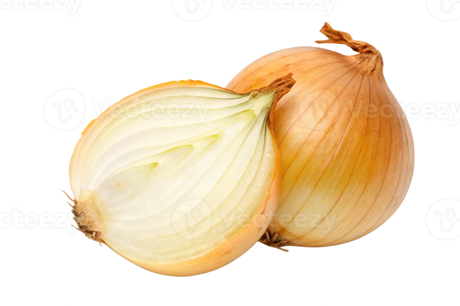 Two onions are shown on Transparent Background png