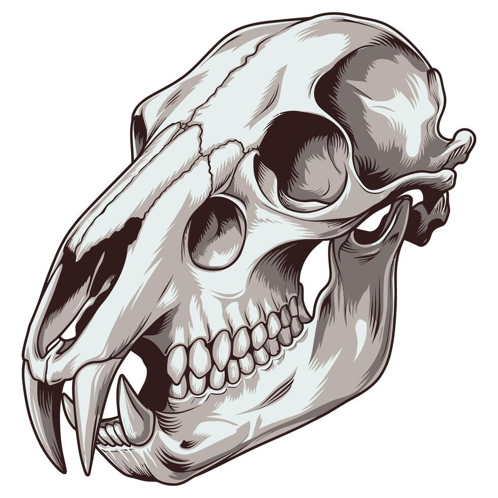 Sharp, Clean Wolf Skull on a Pure White Background. vector