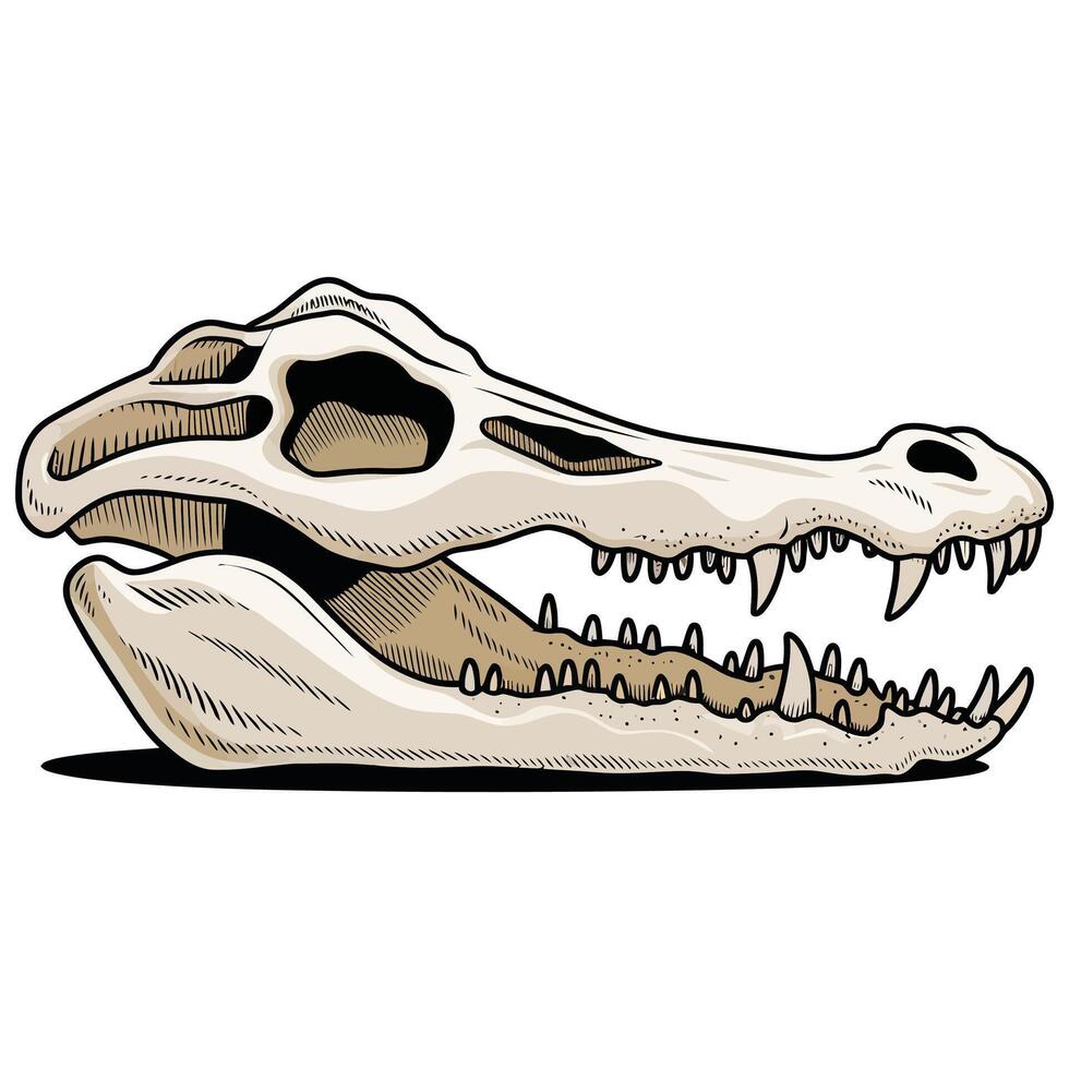 A skull with teeth and a long jaw vector