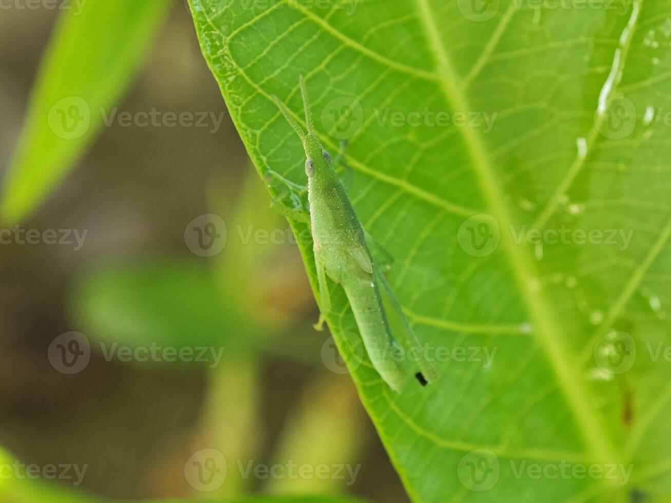Atractomorpha Grasshopper on Green Leaf Close-up photo