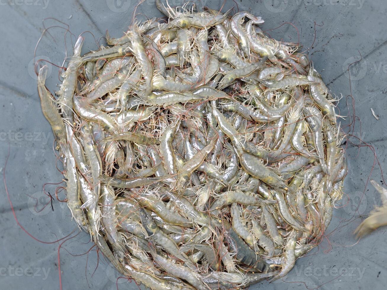 Freshly Harvested Vannamei Shrimp from Aceh, Indonesia photo