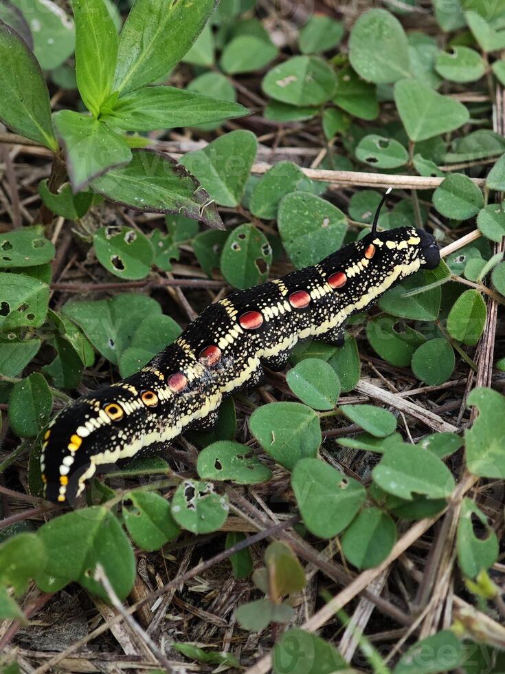 Oldenlandiae Hawk Moth Caterpillar on Green Leaves photo