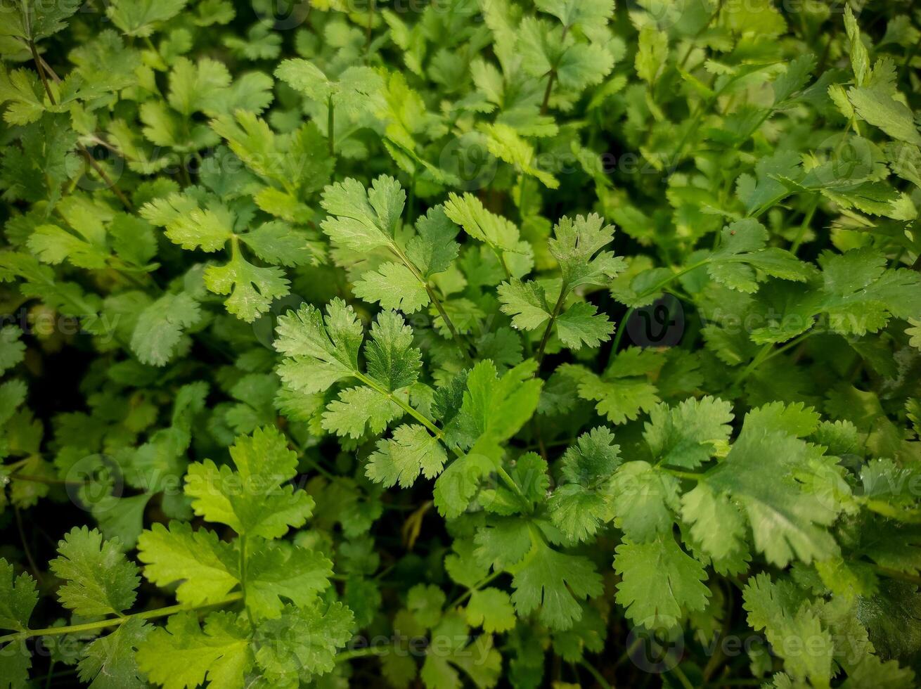 Close-up image of fresh green coriander leaves on field. The photo captures the lush, healthy appearance of popular culinary herb