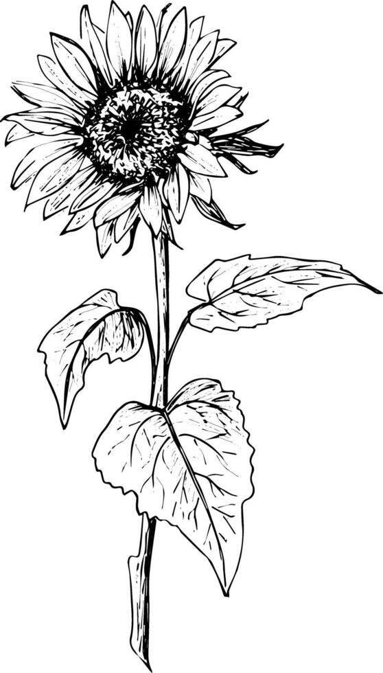 Ink drawing sunflower botanical sketch of flower hand drawing isolated vector