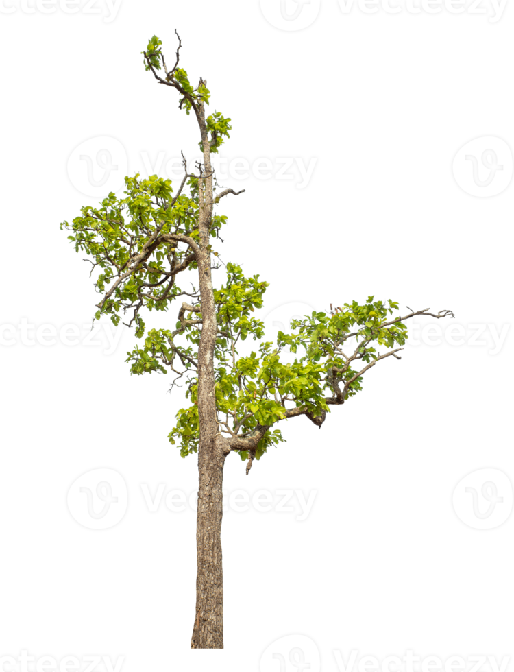 Real tree with green leaves, tree on transparent background with clipping path and alpha channel. high resolution png