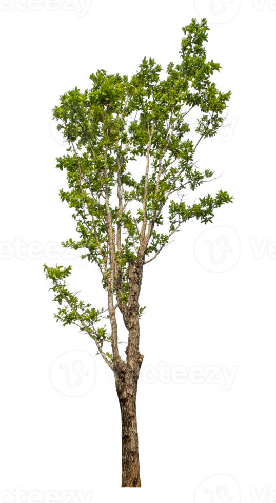 tree on transparent background png