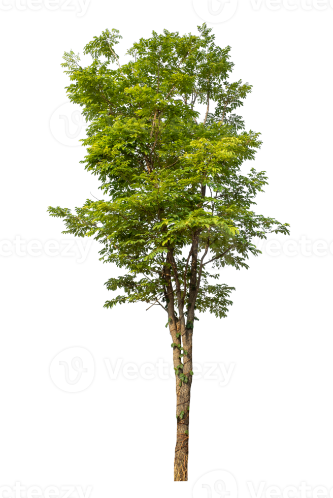 Real tree with green leaves, tree on transparent background. with clipping path and alpha channel high resolution png