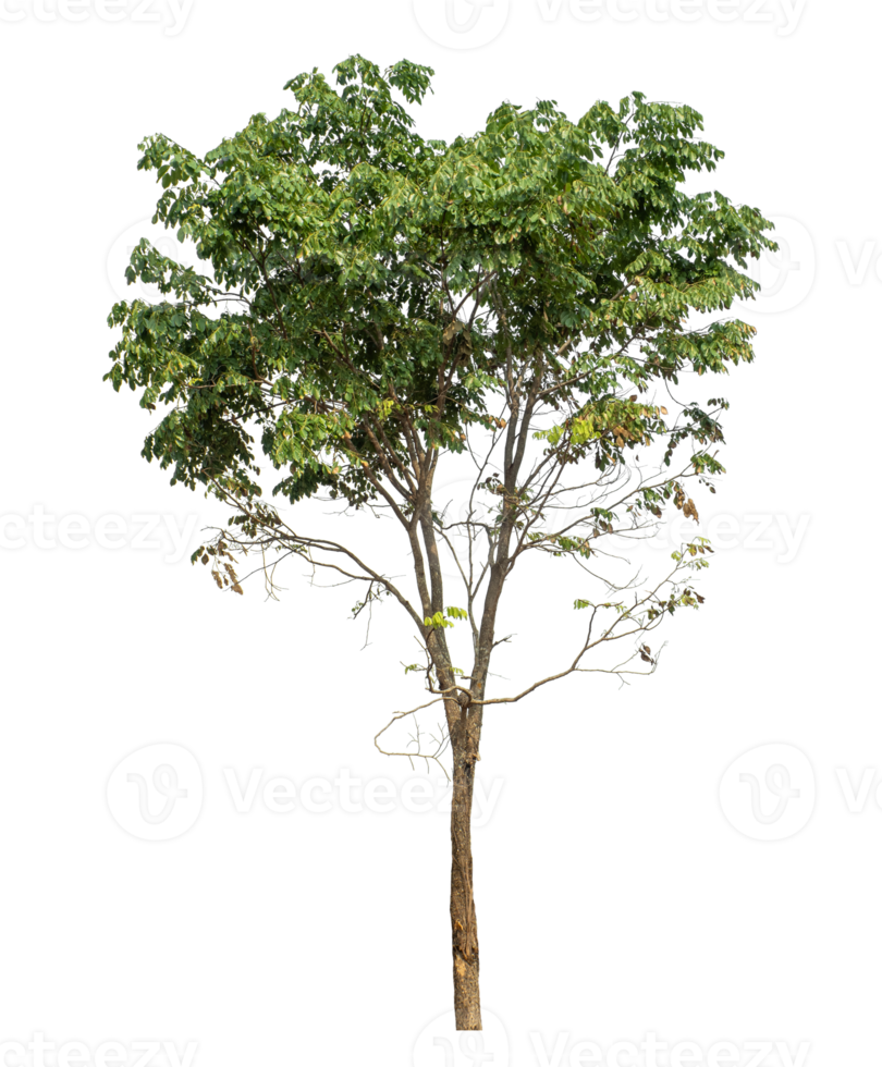 Real tree with green leaves, tree on transparent background high resolution png