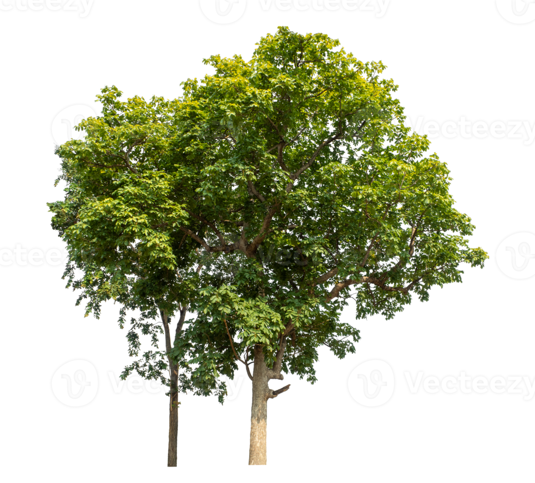 single tree on transparent picture background, high resolution. png