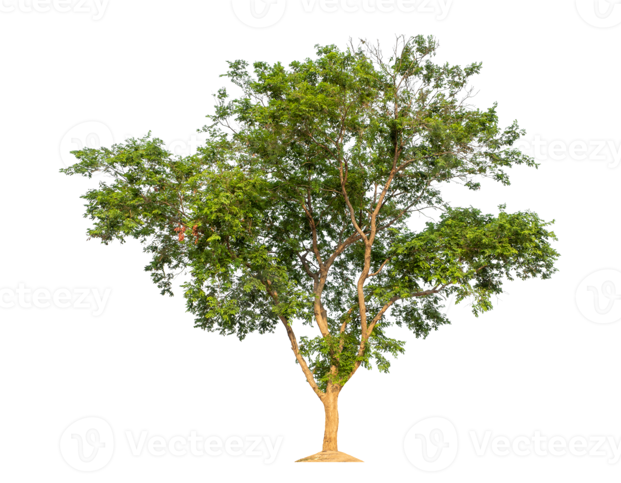 Trees isolated on transparent background, tropical trees, high resolution. png