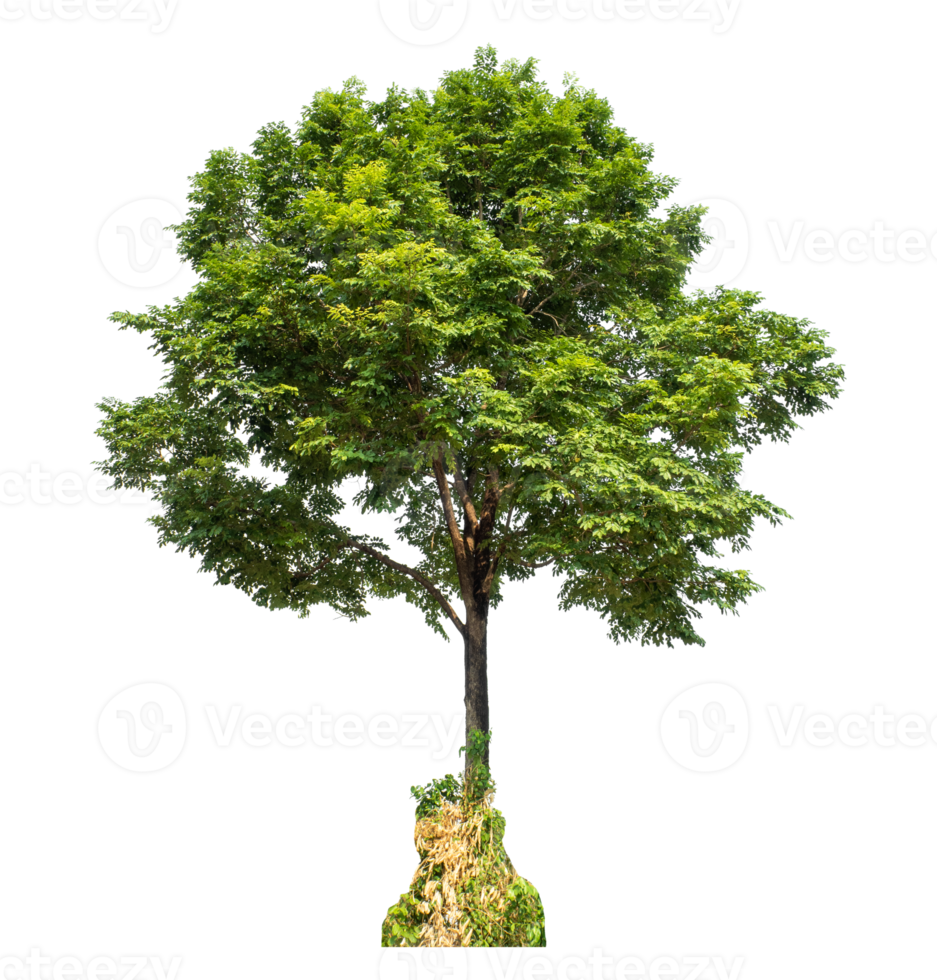 Green tree isolated on transparent background with clipping path and alpha channel . png