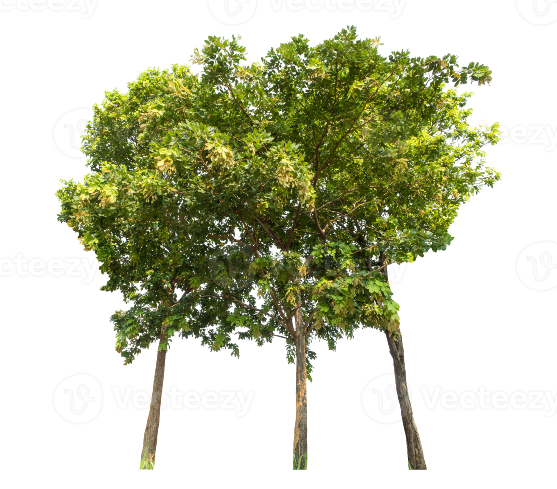 Trees isolated on transparent background, tropical trees, high resolution png