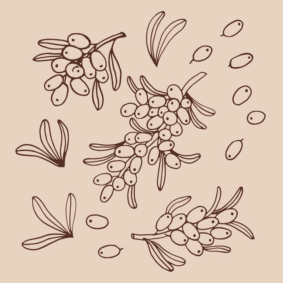 Set sea buckthorn. Branch with berries, and leaves. Hand drawn illustration. vector