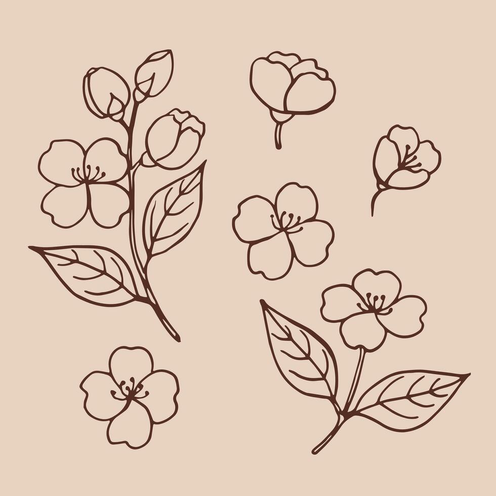 Set of leaves and flowers of jasmine. Hand drawn illustration in outline style vector