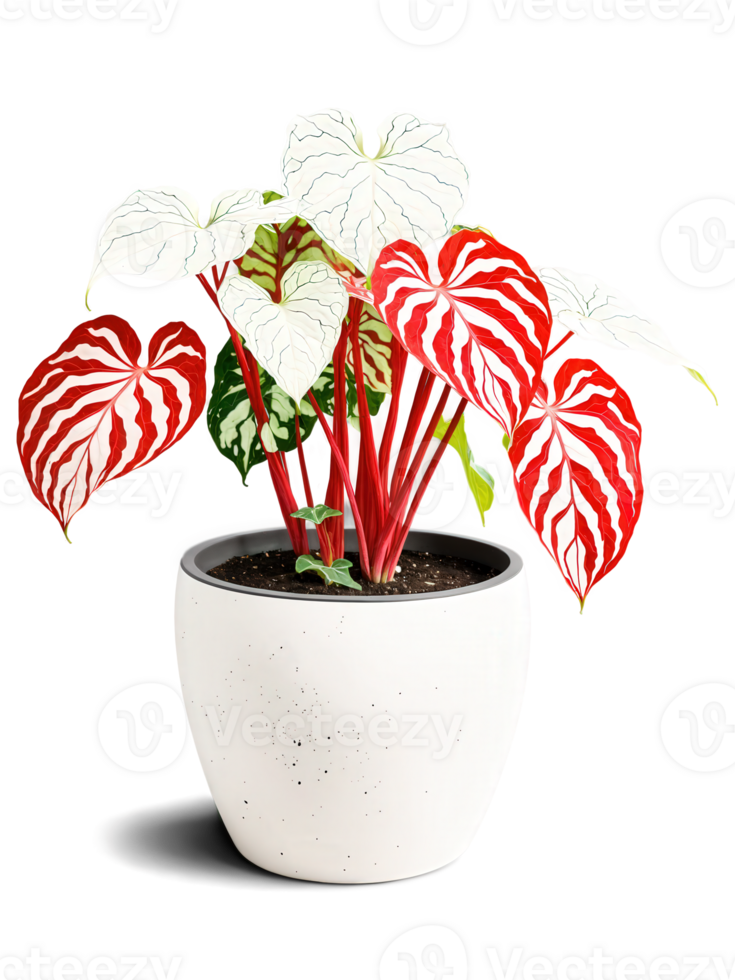 Caladium in a stylish pot, heart-shaped leaves, colorful patterns, isolated on transparent, bright colors, png