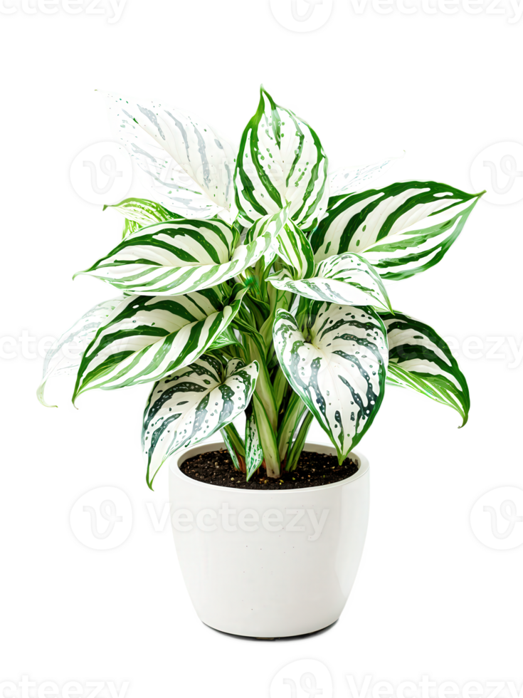 Aglaonema in a glossy white pot, large variegated leaves with bright green and silver patterns, isolated, dynamic png