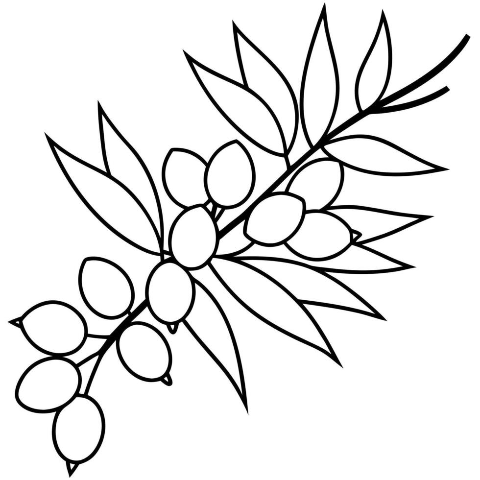 Coloring page line art sea buck thorn illustration vector