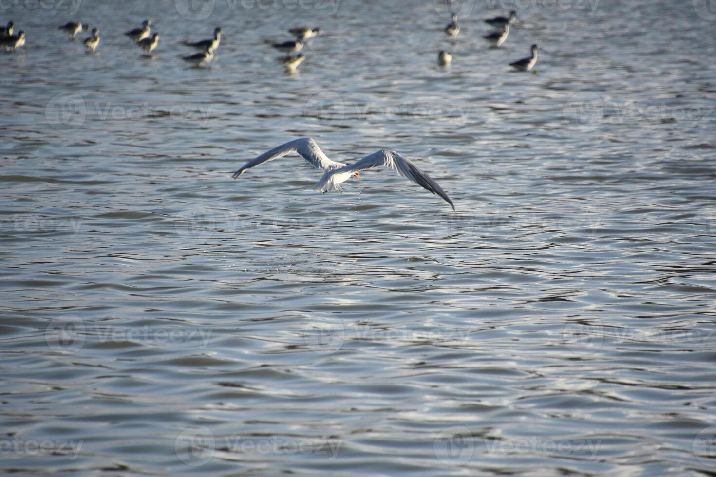 Stunning Tern in Flight Over the Ocean photo