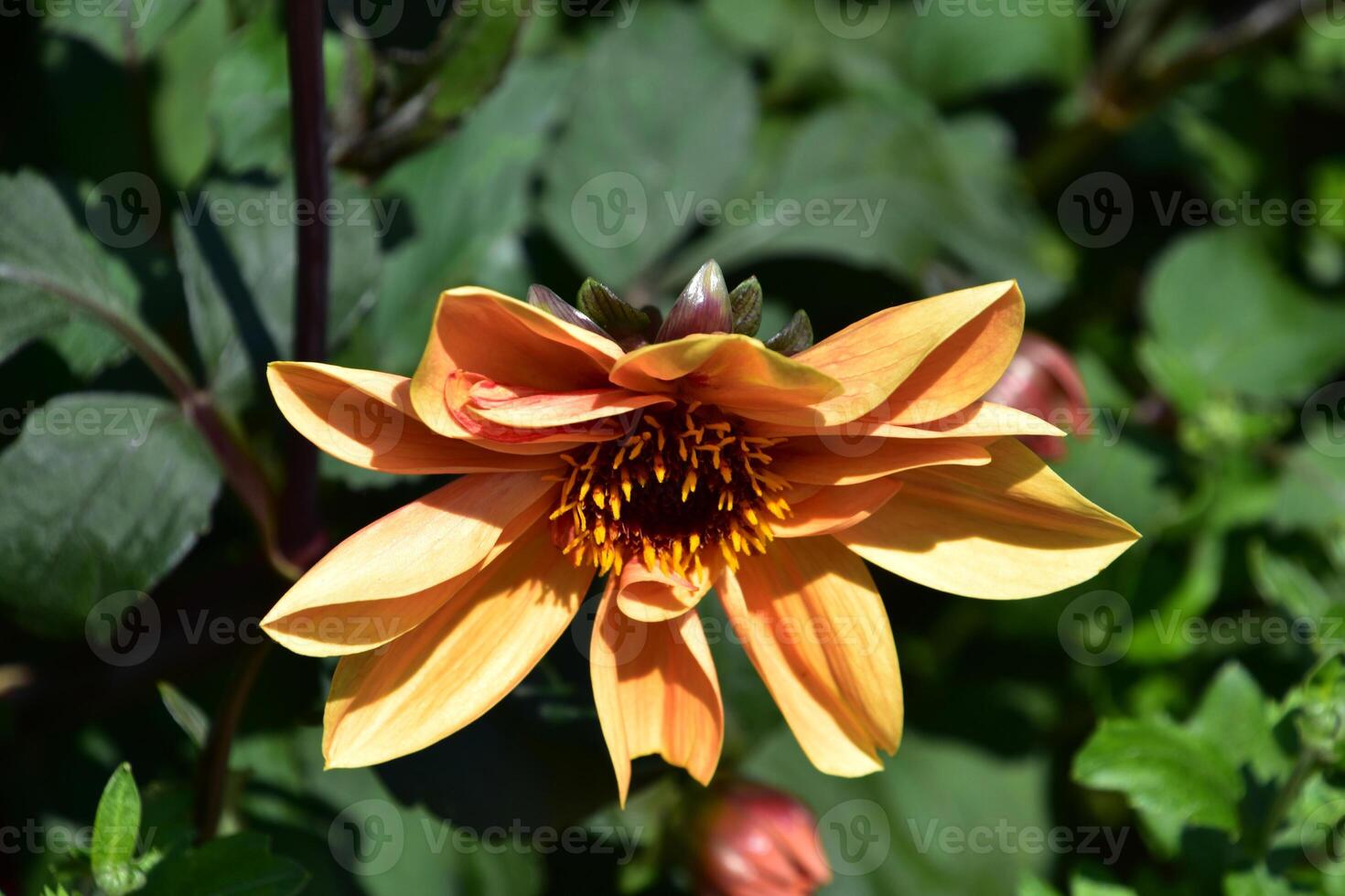 Pretty Orange Dahlia Blooming and Flowering in a Garden photo