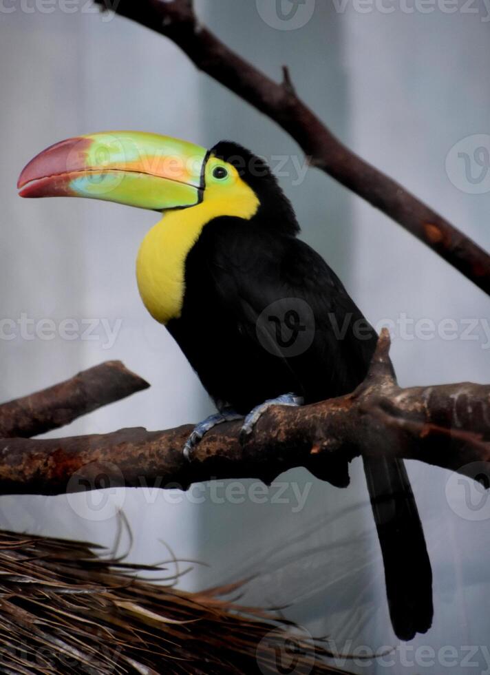 Colorful Beak on a Toucan Perched on a Branch photo