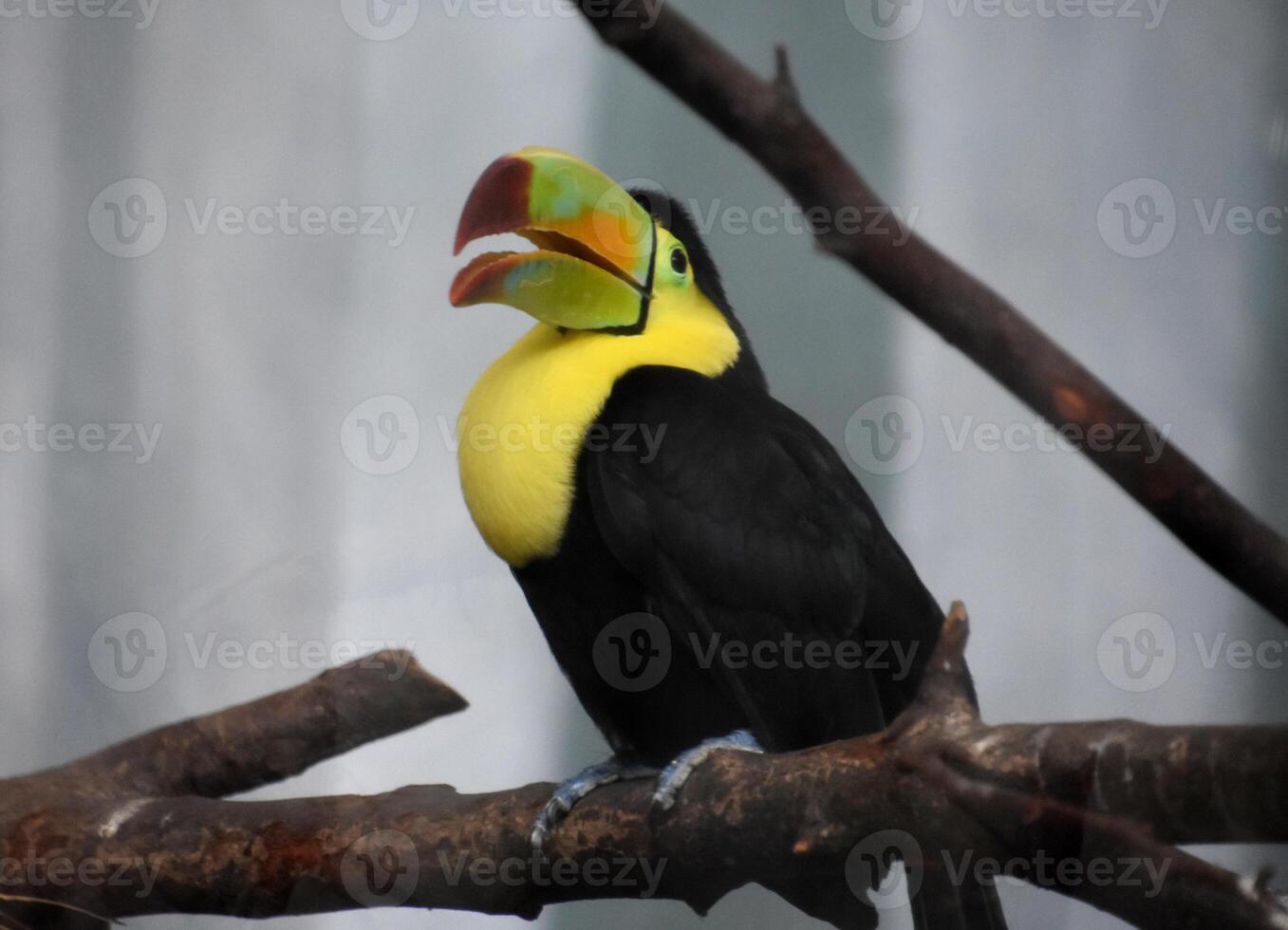 Very Bright Colored Toucan Bird on a Branch photo