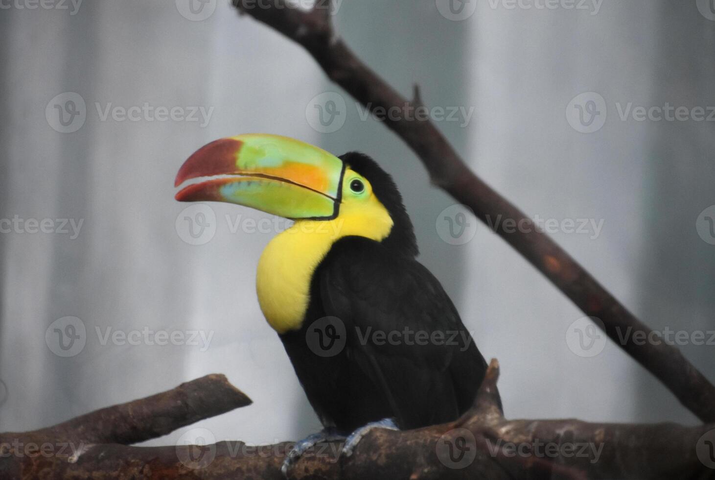 Yellow and Black Toucan Bird with a Colorful Beak photo