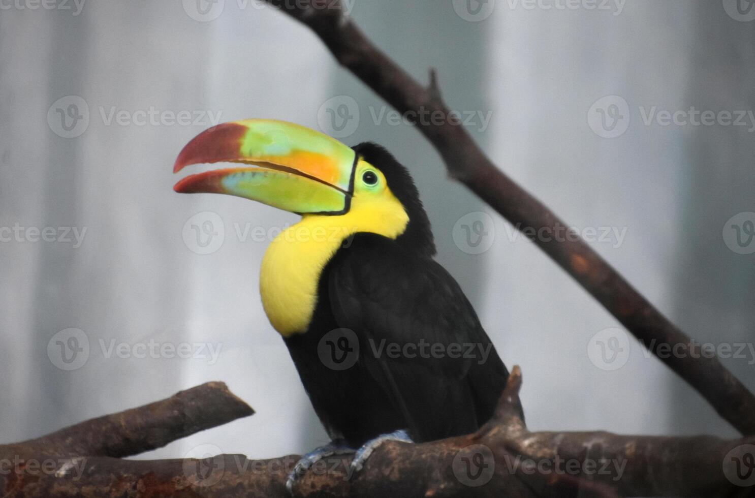 Beautiful Brightly Colored Toucan with an Open Beak photo