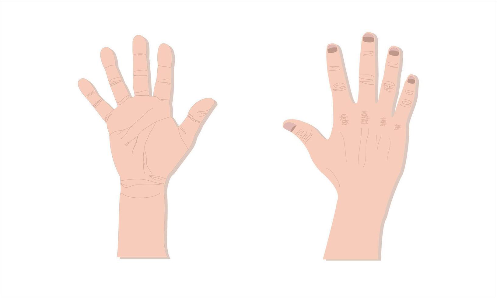Two hands with different sizes and shapes vector
