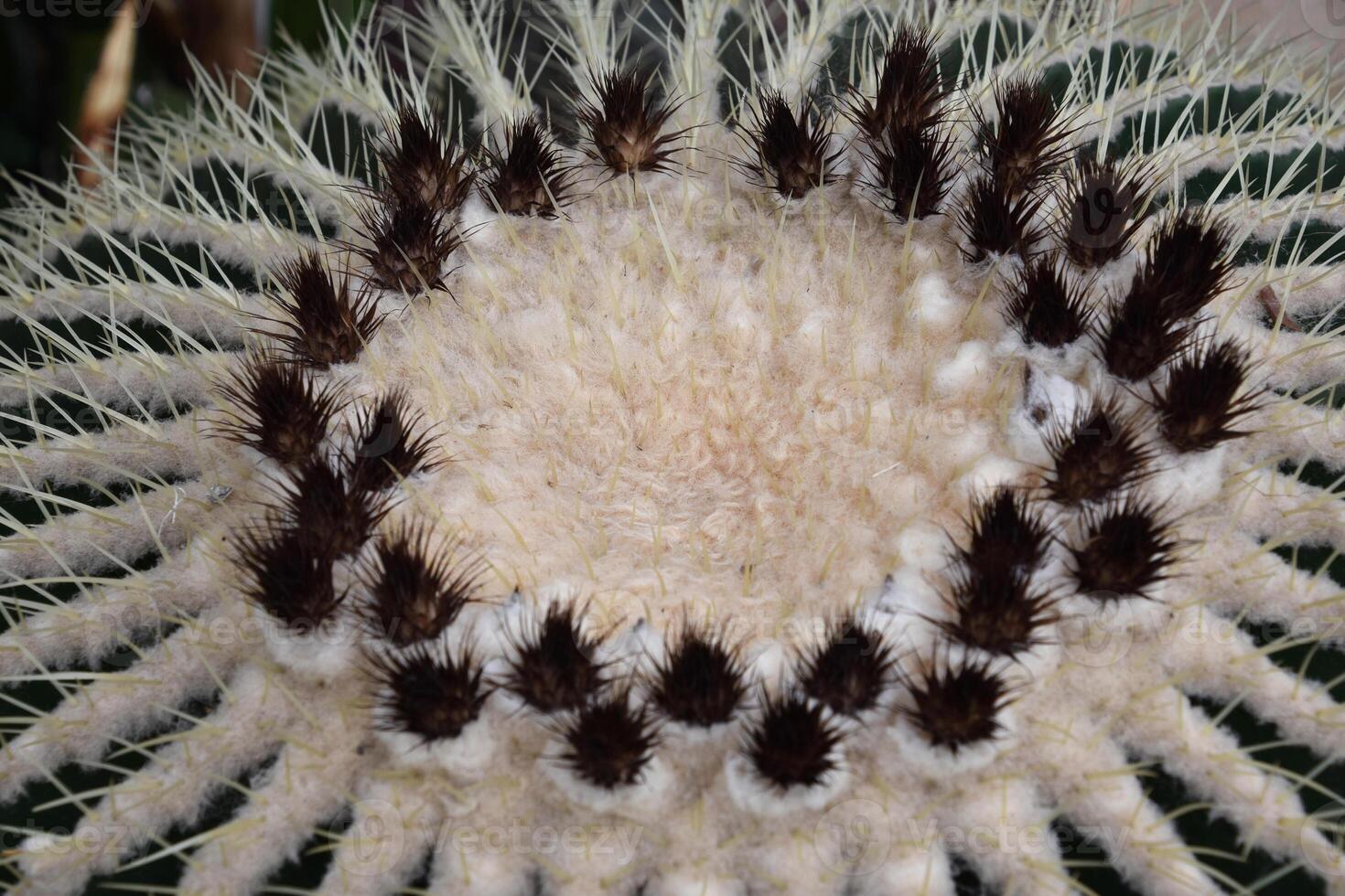Collection of Prickly Spikes on a Cactus in a Pattern photo