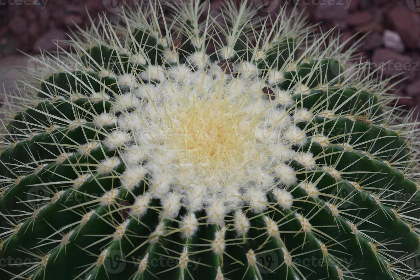 Sharp Spikes Patterned on a Barrel Cactus photo