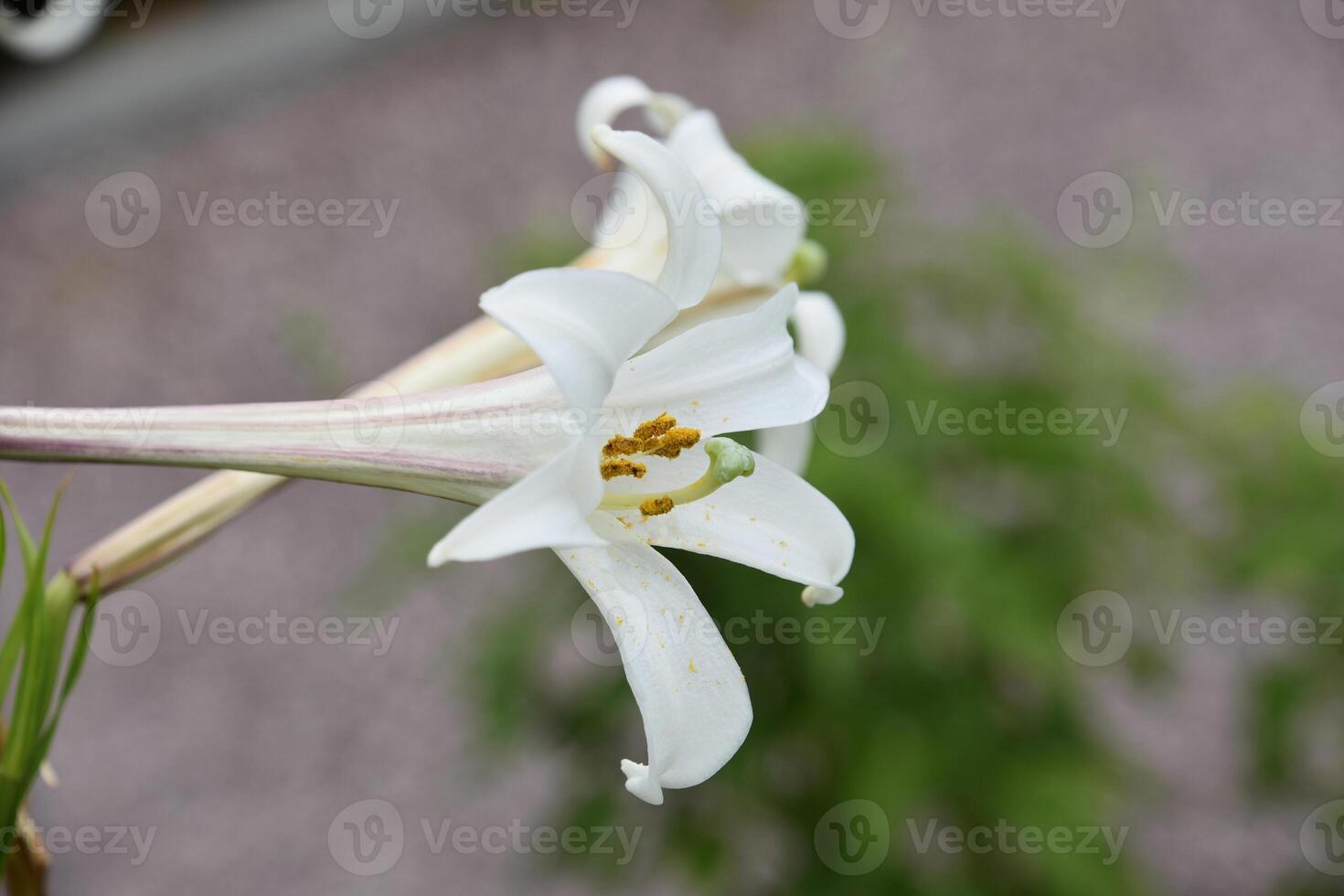 White Flowering Trumpet Lily Blooming in the Summer photo