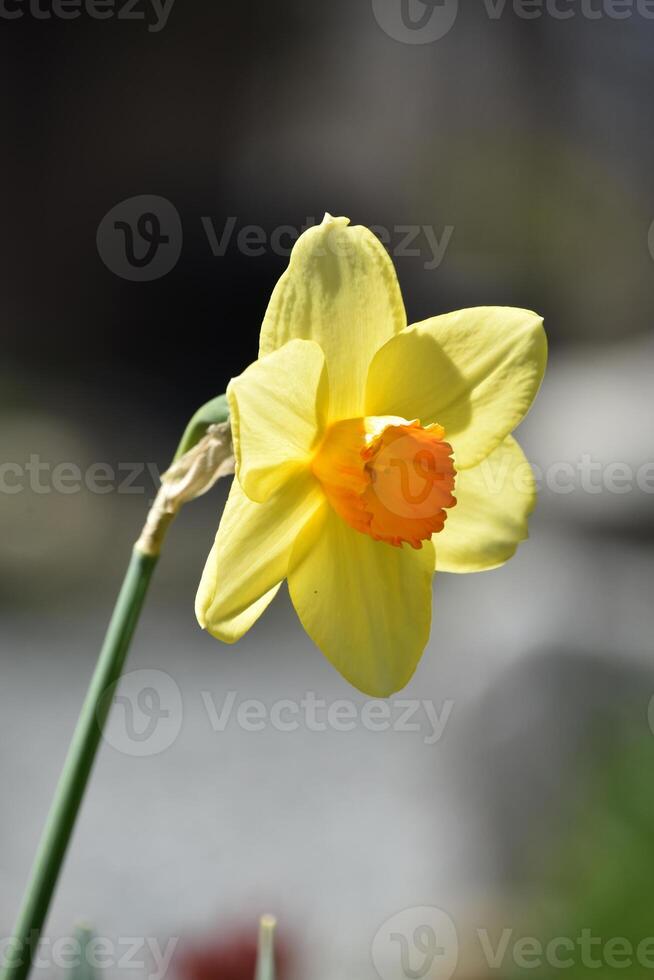 Daffodil that is Yellow and Orange in the Spring photo