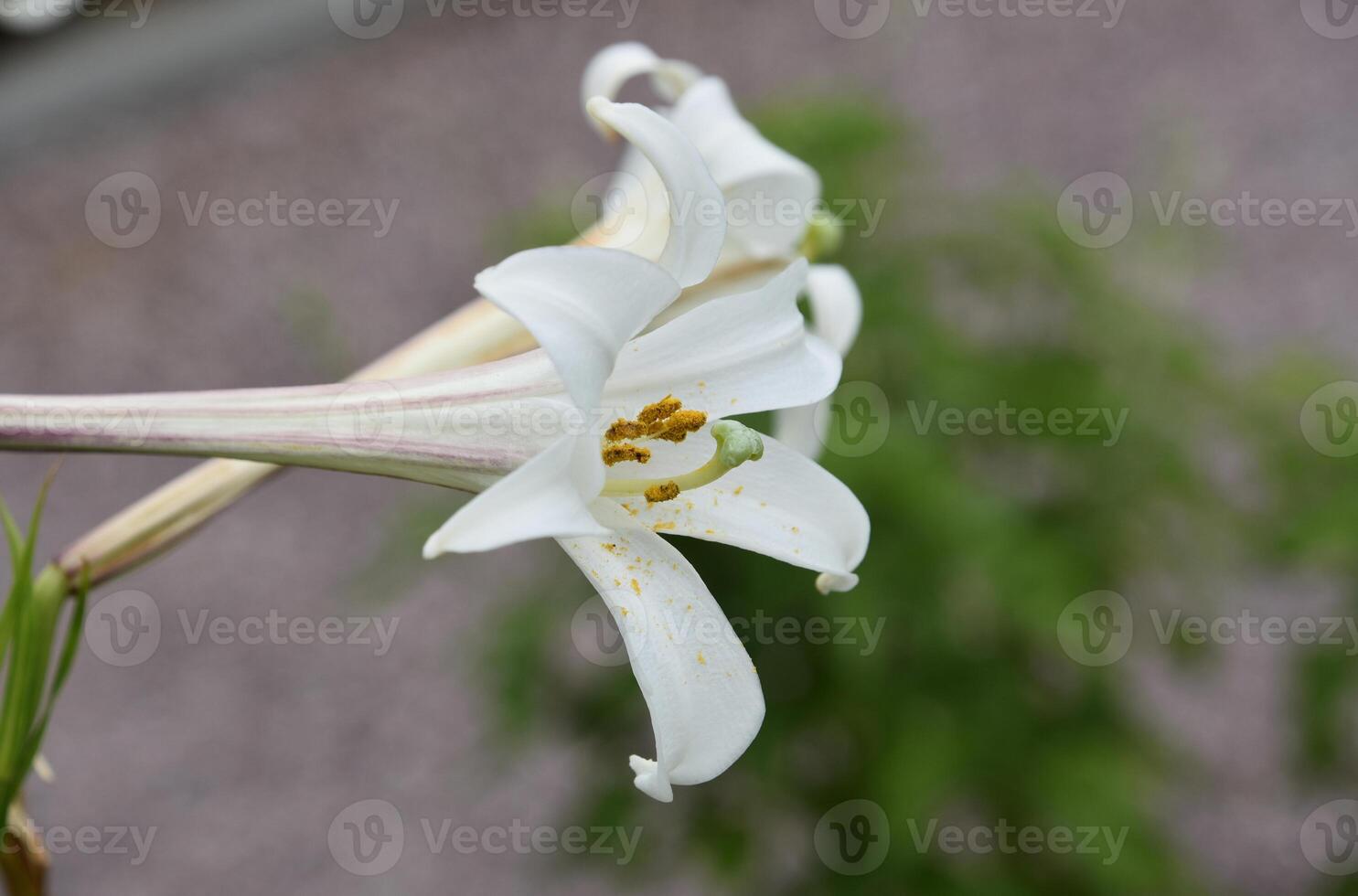 Side Profile of a Blooming Trumpet Lily Blossom photo