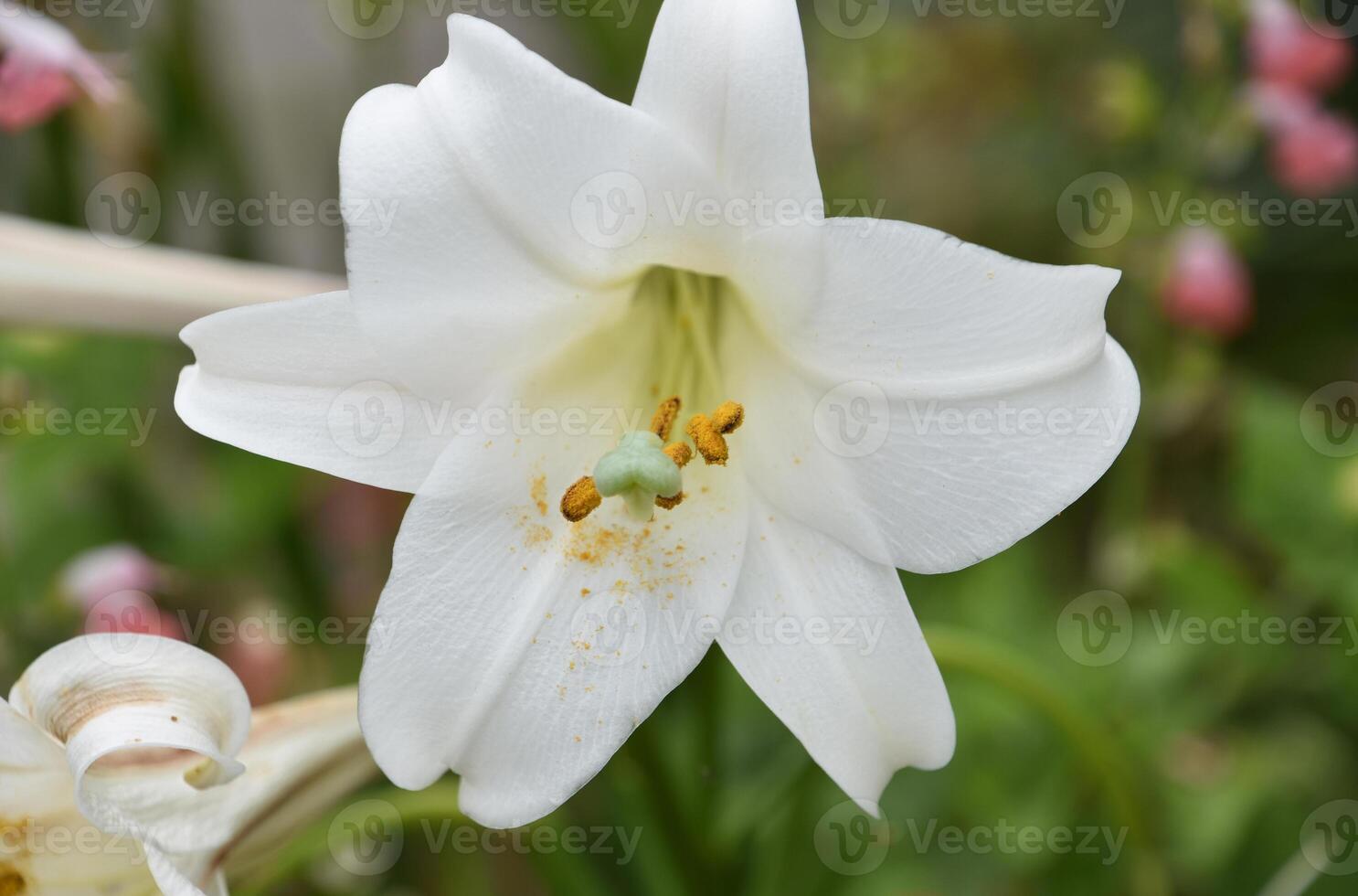 Pollen Falling from the Stamen on a Trumpet Lily photo
