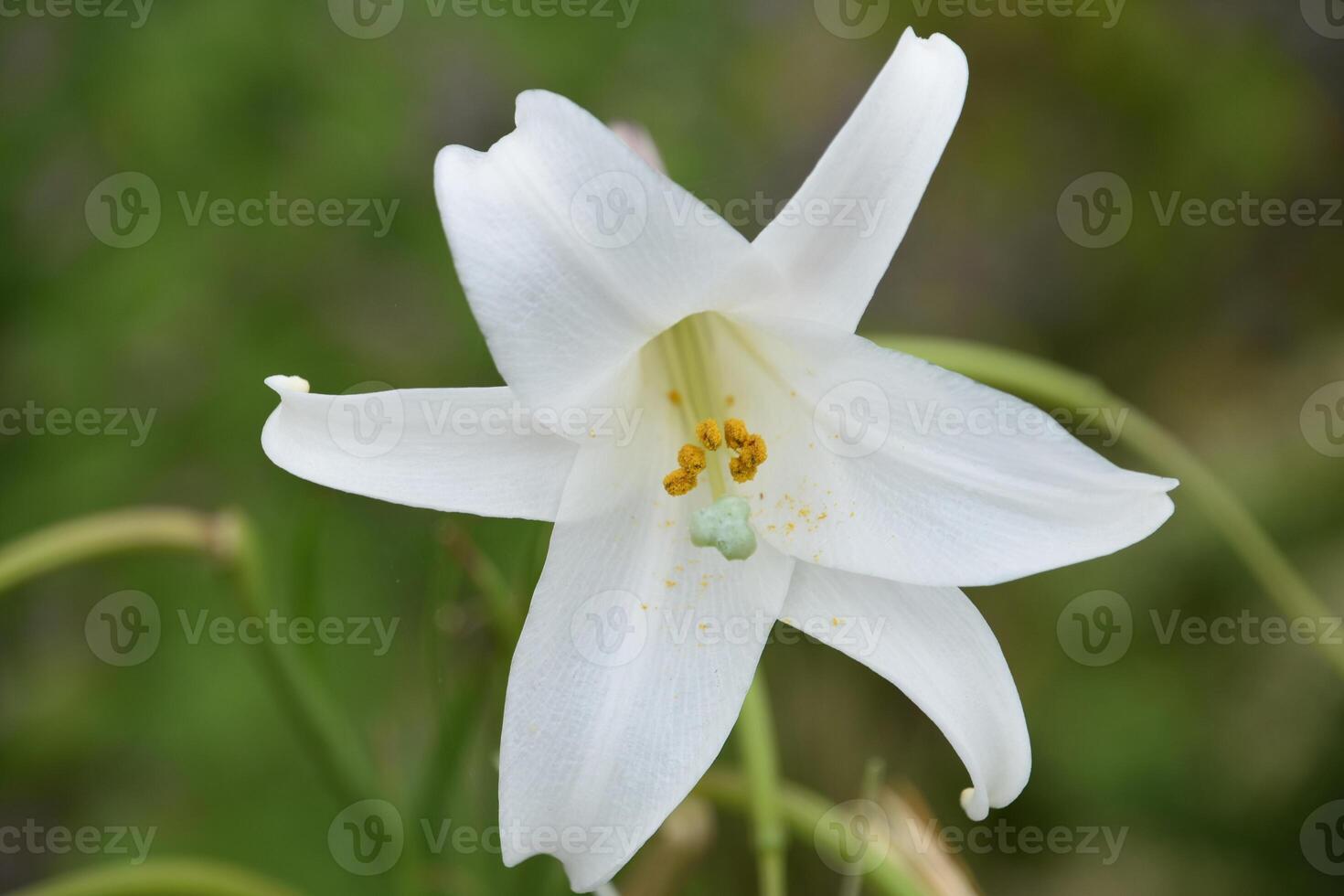 Up Close Look at a White Trumpet Lily photo