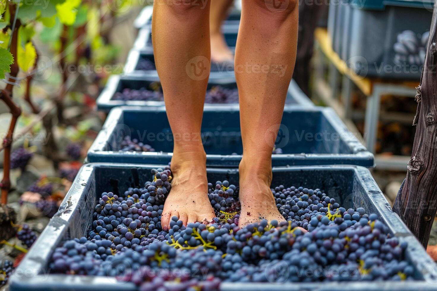 Traditional grape stomping for winemaking, close-up of barefoot feet pressing fresh grapes in vineyard. photo