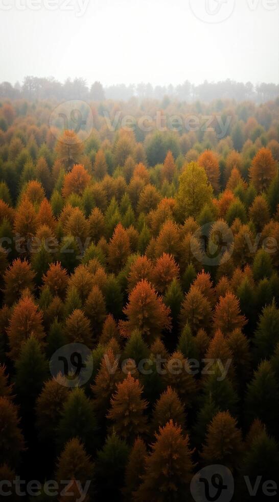 Beautiful Autumn Forest Wallpaper Perfect for Nature Lovers Mobile Backgrounds photo